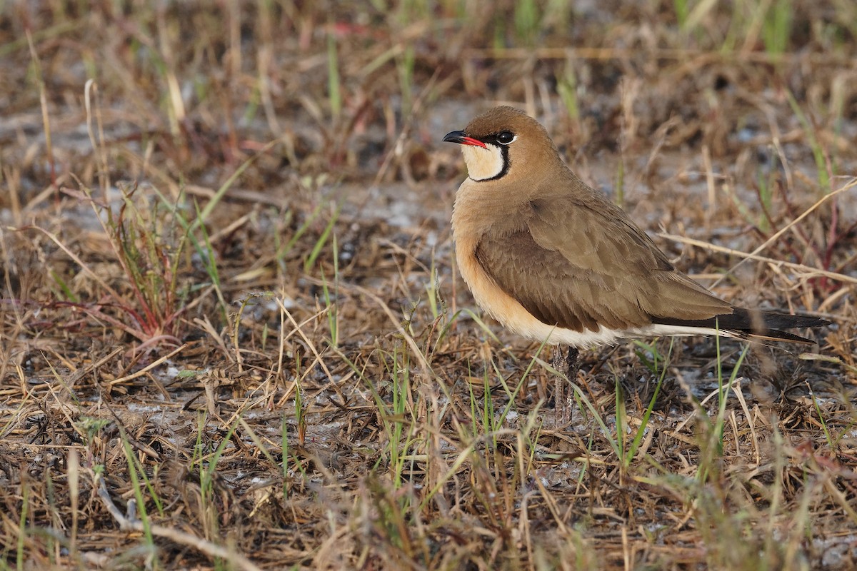 Oriental Pratincole - Vincent Wang