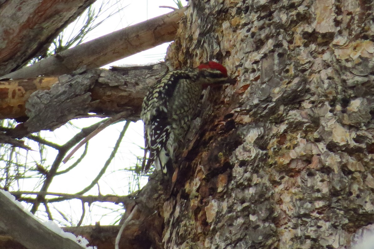 Yellow-bellied x Red-breasted Sapsucker (hybrid) - ML22961911