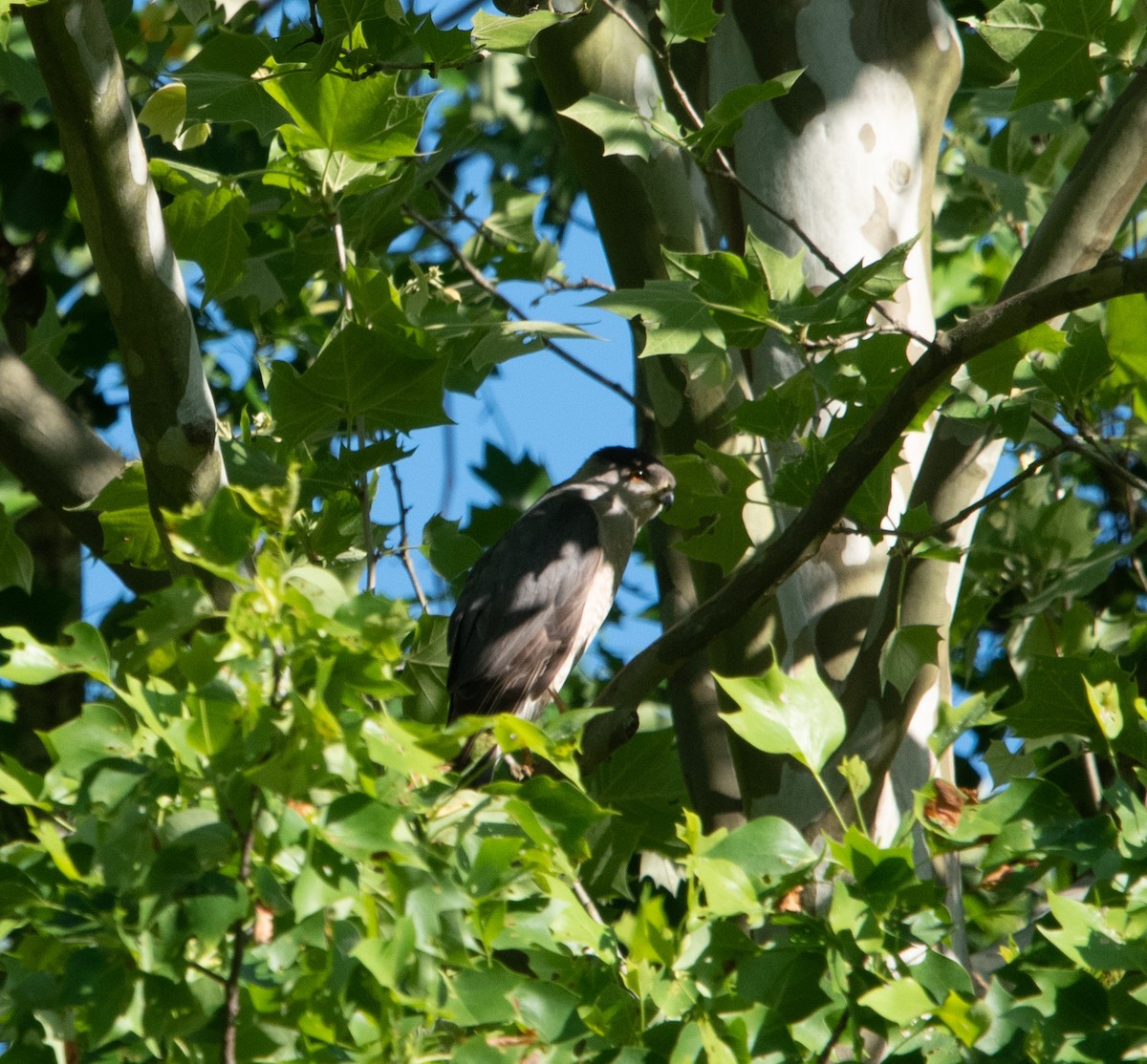 Cooper's Hawk - ML229619931