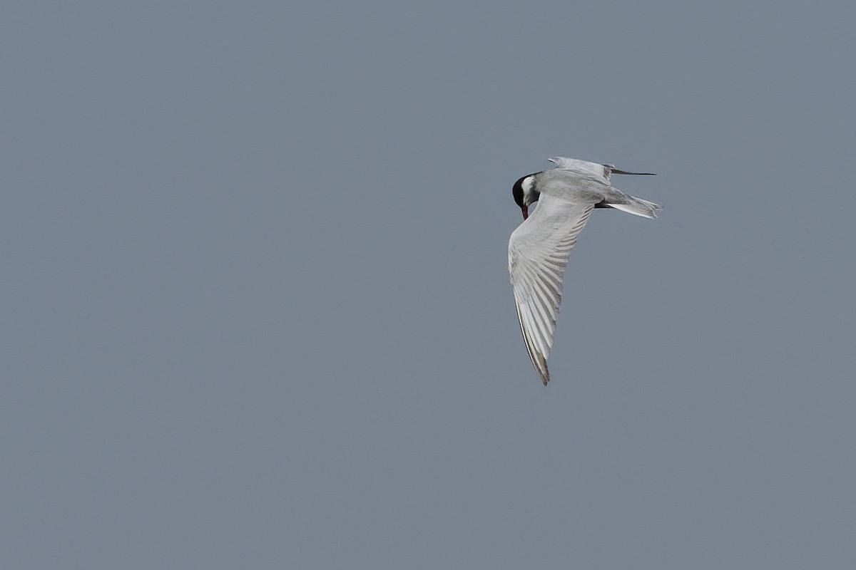 Whiskered Tern - Vincent Wang