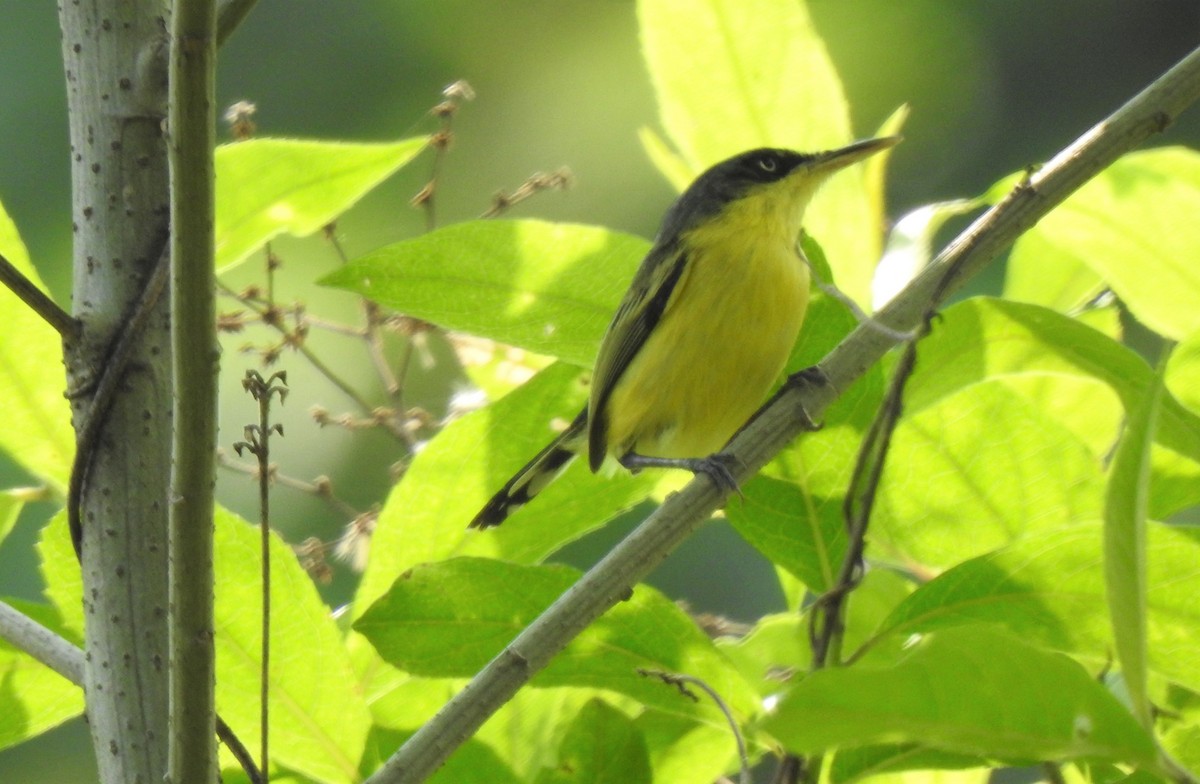 Common Tody-Flycatcher - ML229620491