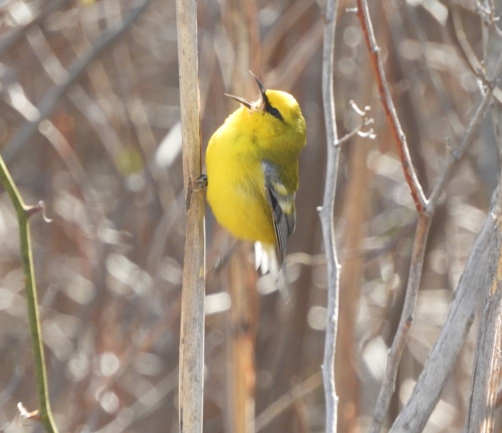 Blue-winged Warbler - ML229620841