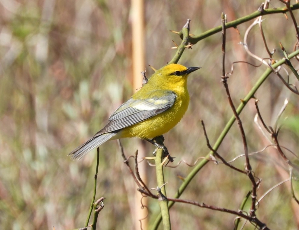 Blue-winged Warbler - ML229620951