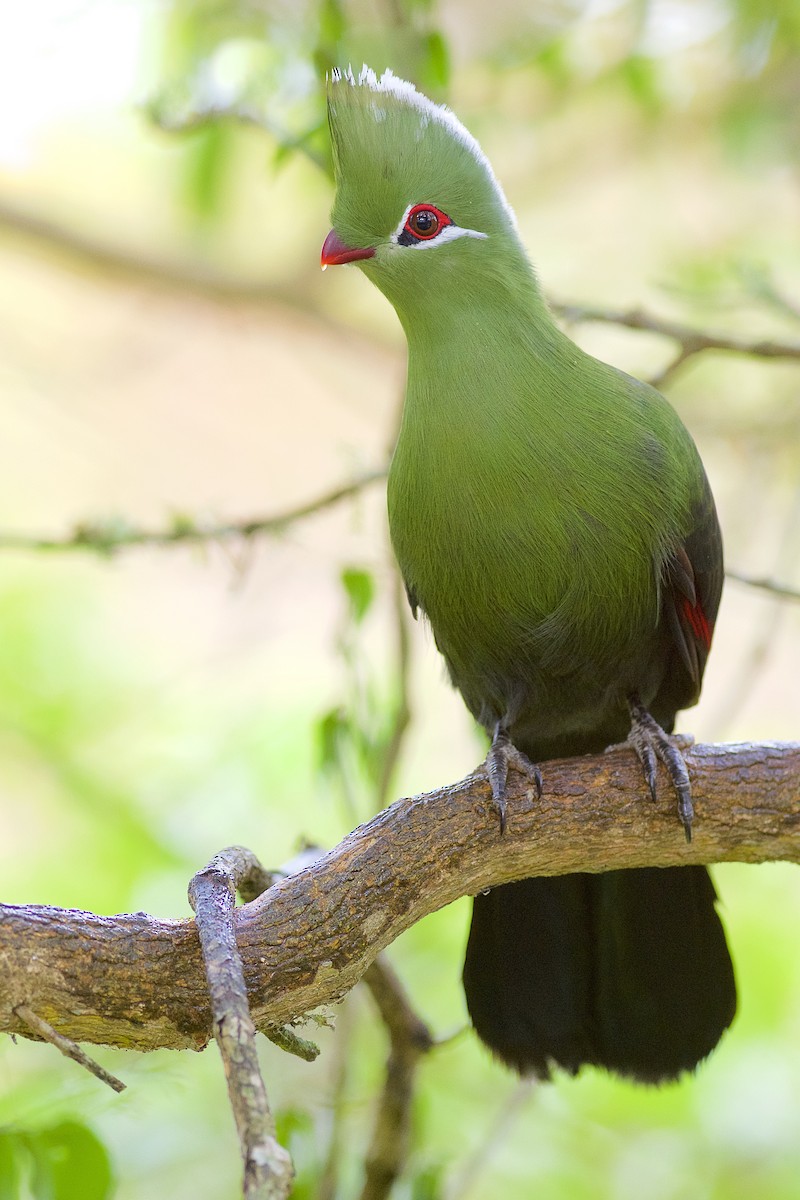 Knysna Turaco - ML229621101