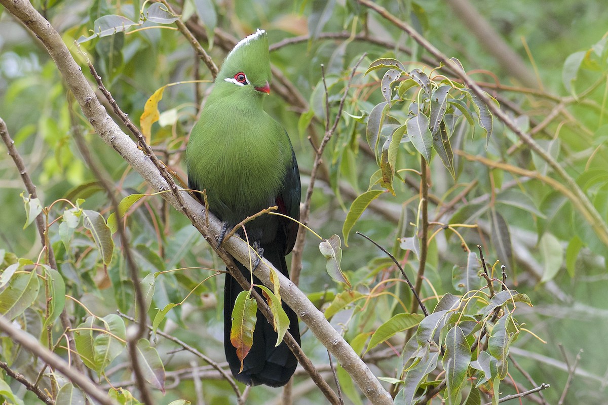 Knysna Turaco - ML229621151