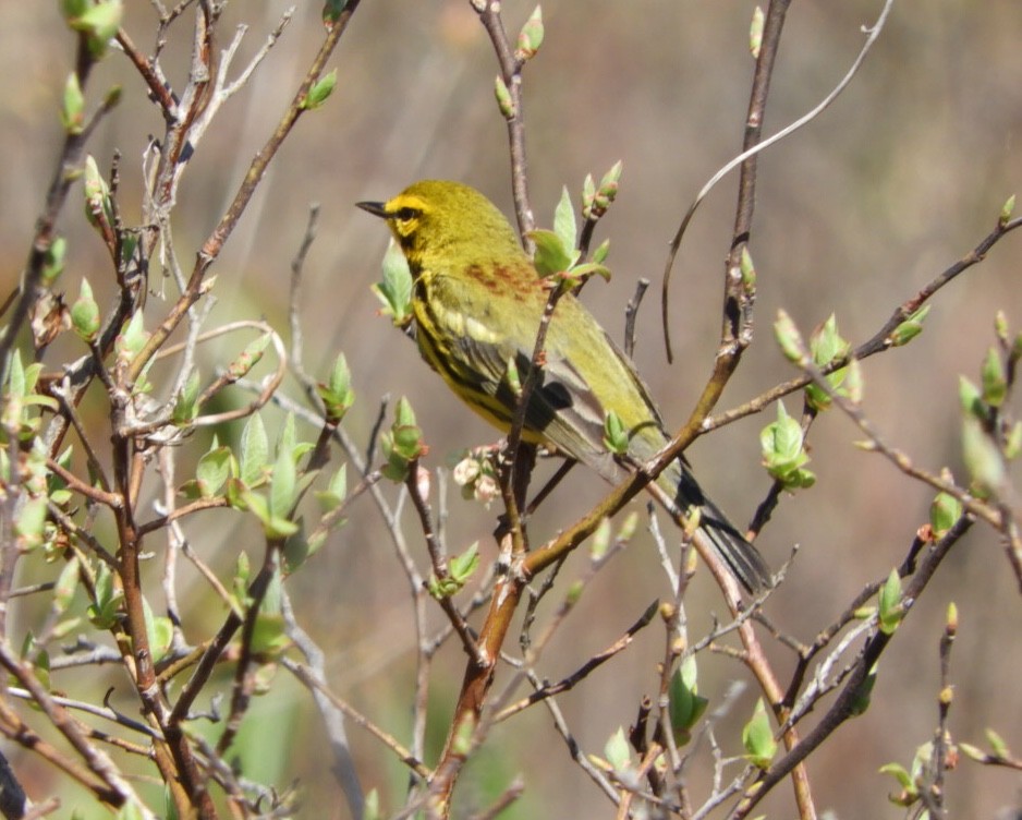 Prairie Warbler - ML229621351