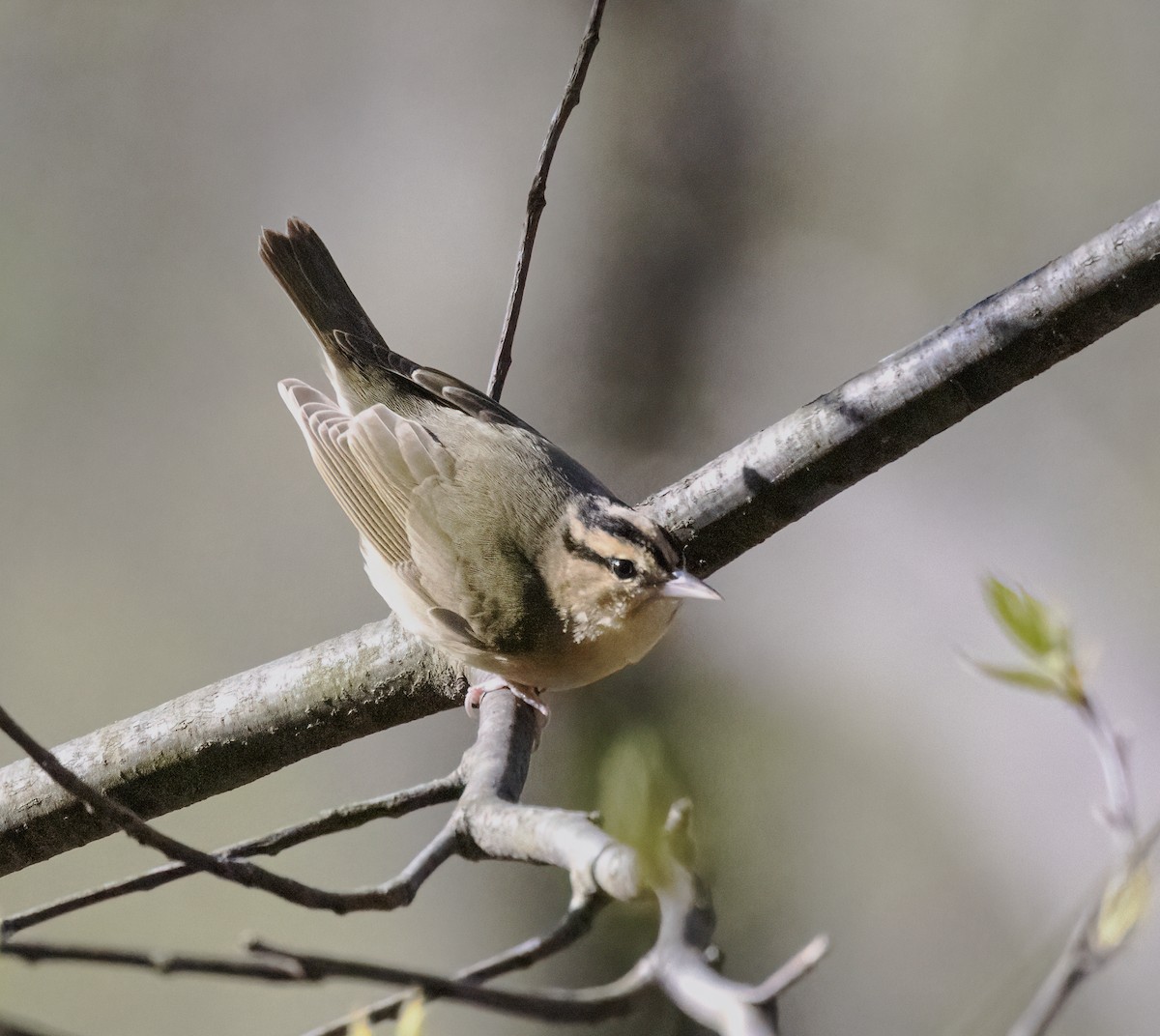 Worm-eating Warbler - ML229622611