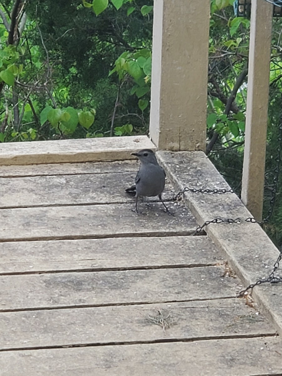 Gray Catbird - ML229623721