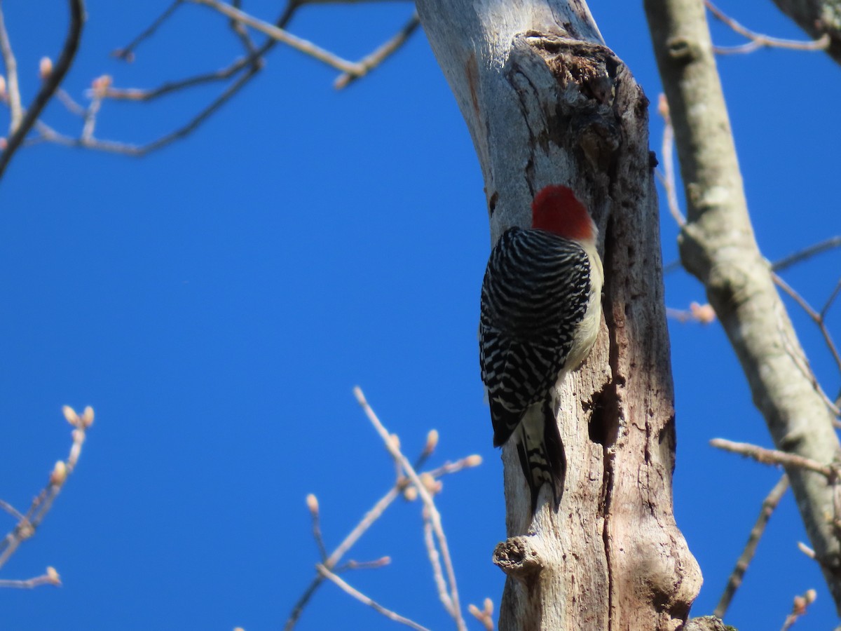 Red-bellied Woodpecker - ML229623911