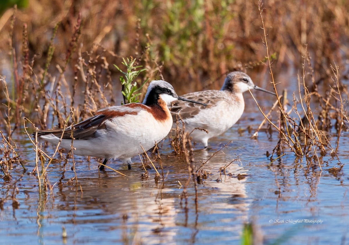 hvithalesvømmesnipe - ML229624711