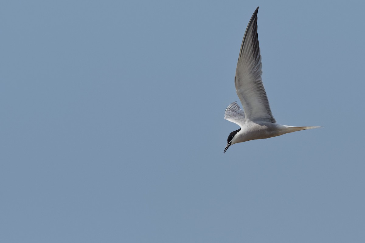 Common Tern (longipennis) - Vincent Wang