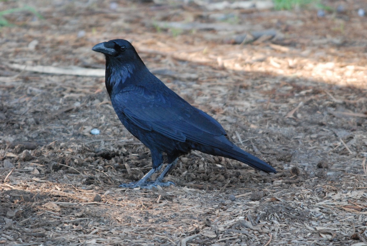 Common Raven - ML22962661