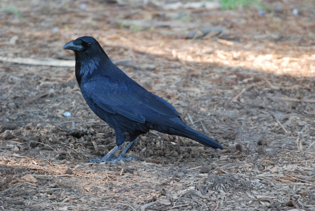 Common Raven - ML22962671