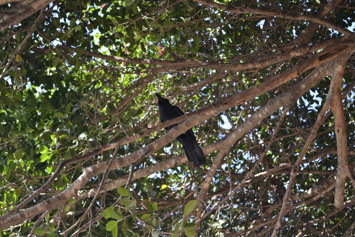 Large-billed Crow - ML229628441