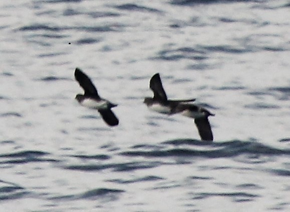 auklet sp. - Robert Keiffer