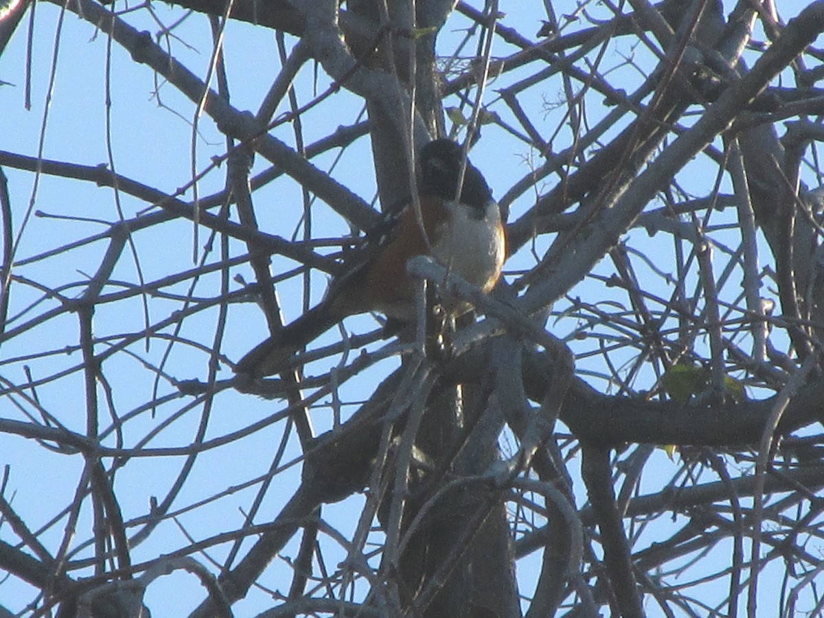 Spotted Towhee - ML22963251