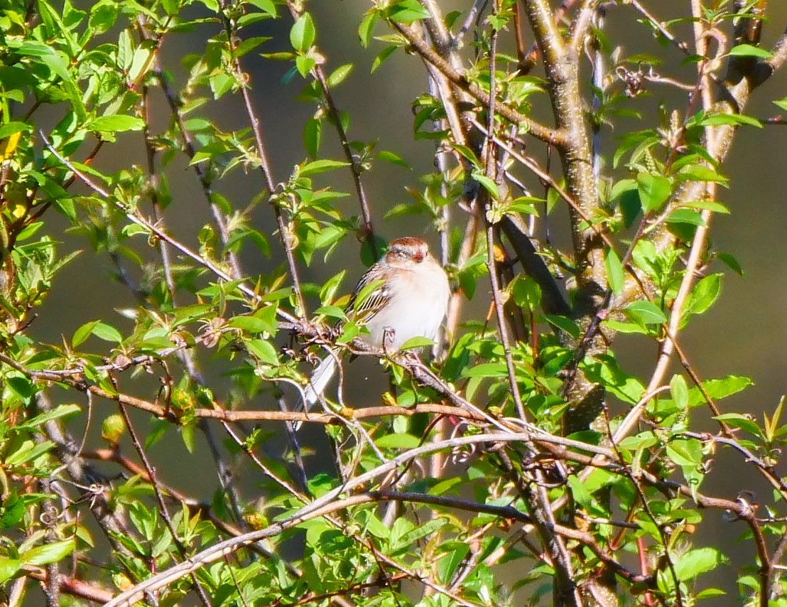 Field Sparrow - ML229633441
