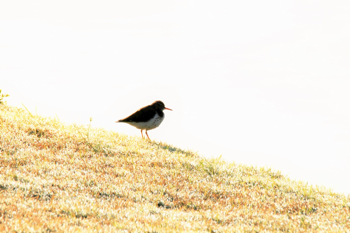 Spotted Sandpiper - ML229633861