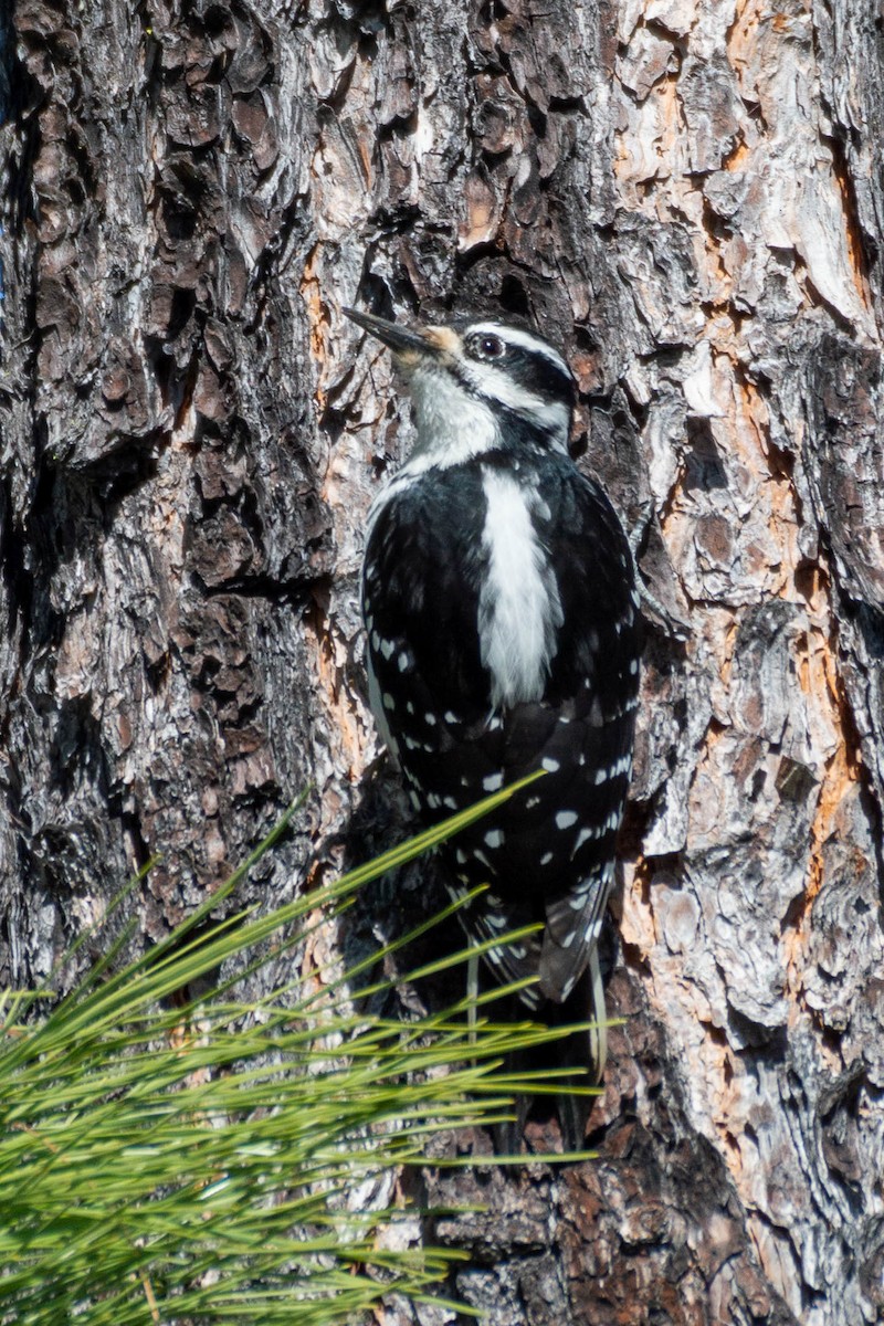 Hairy Woodpecker - Kevin Talbert