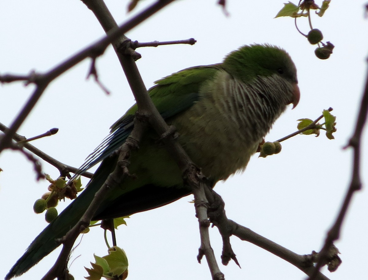 Monk Parakeet - Elby Anderson A Silva