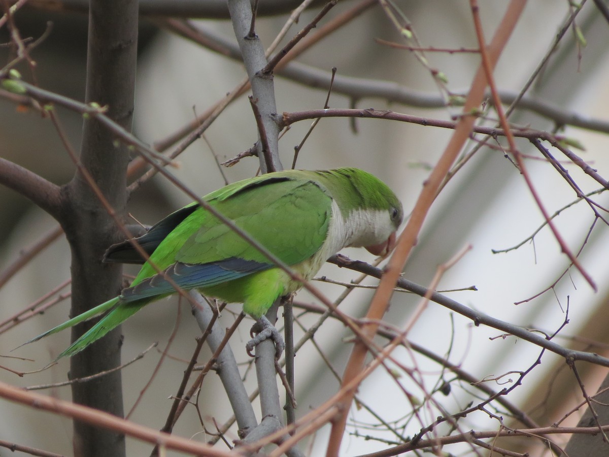 Monk Parakeet - ML229635961