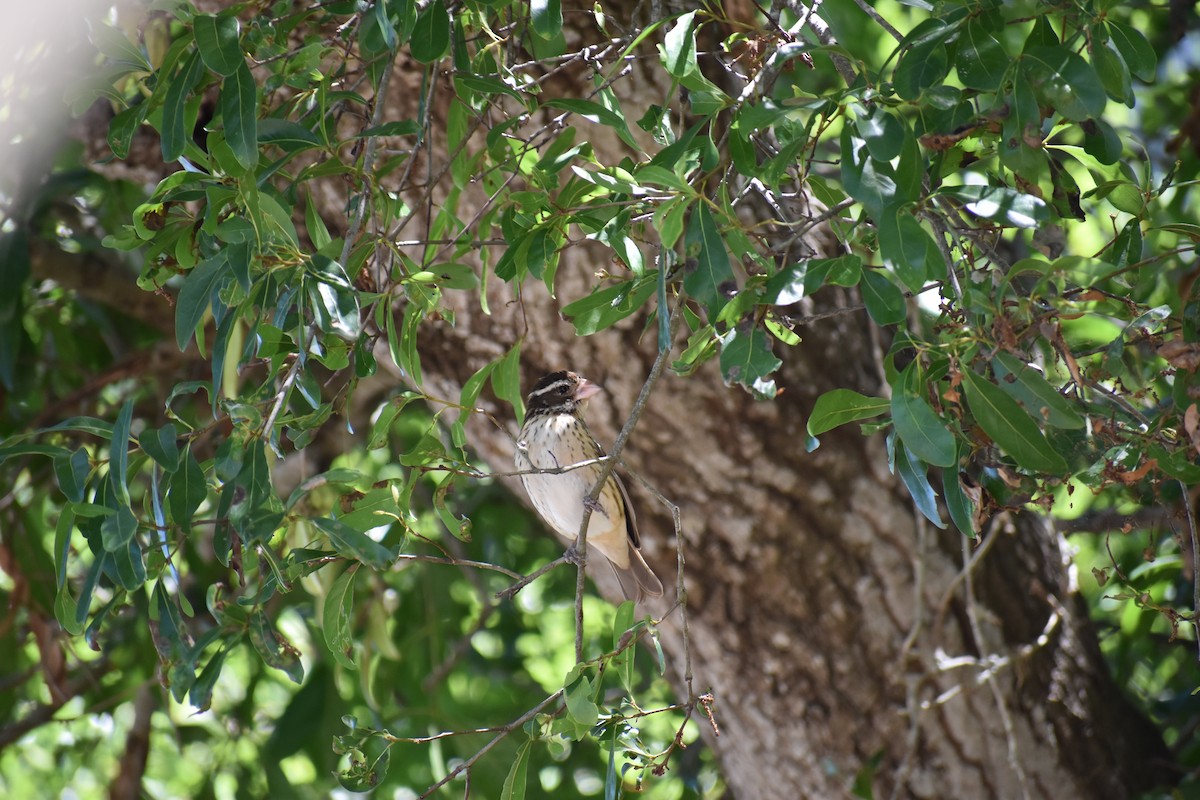 Rose-breasted Grosbeak - Emily Arends