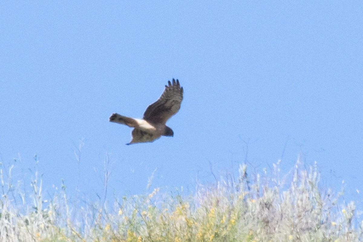 Northern Harrier - ML229639841