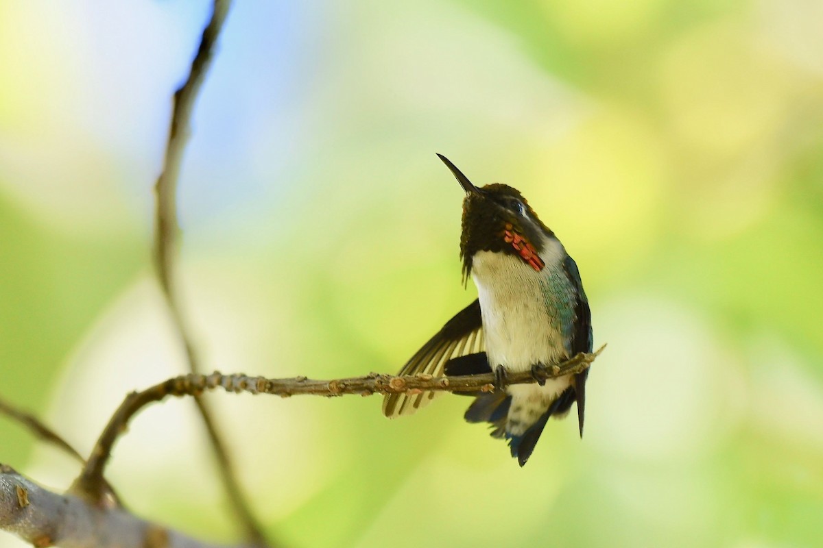 Bee Hummingbird - ML229640361