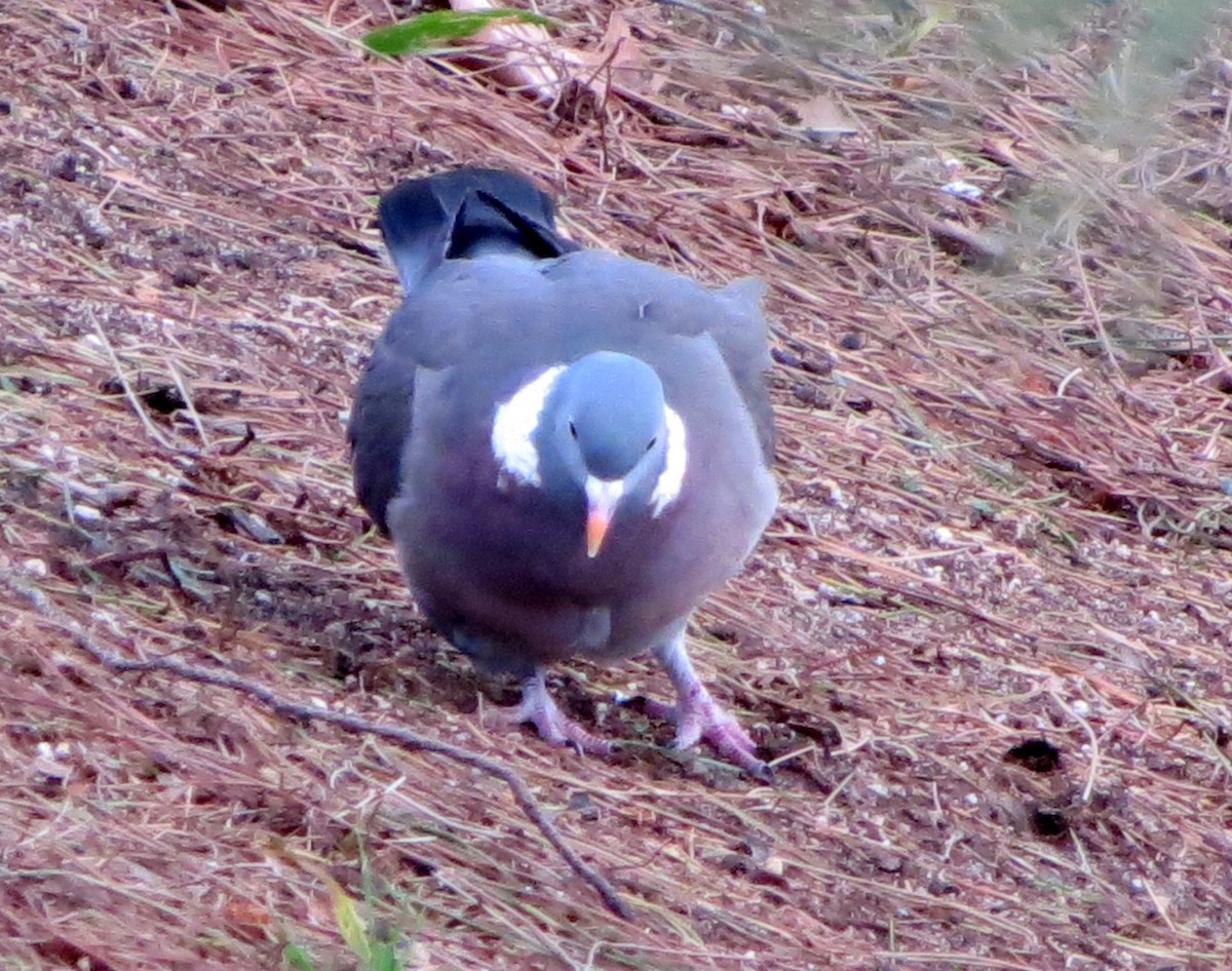 Common Wood-Pigeon - ML229641691