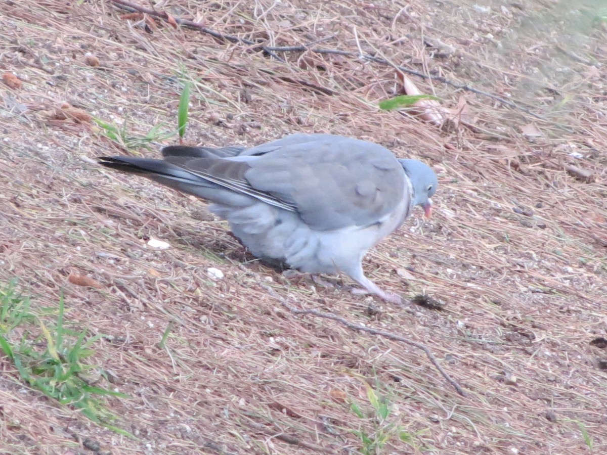 Common Wood-Pigeon - ML229641831