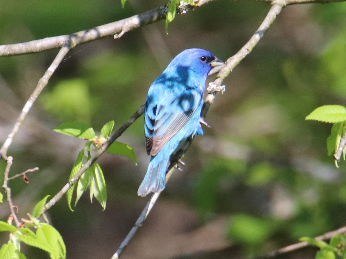 Indigo Bunting - ML229642571