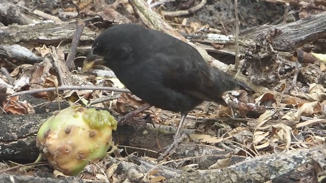 Common Cactus-Finch - ML229643221