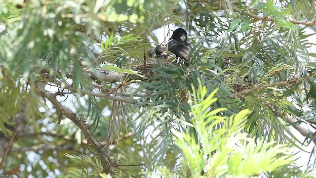 Black Drongo - ML229644361