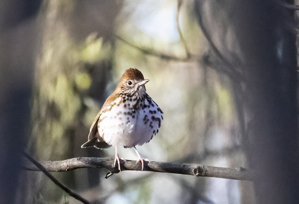 Wood Thrush - ML229645101