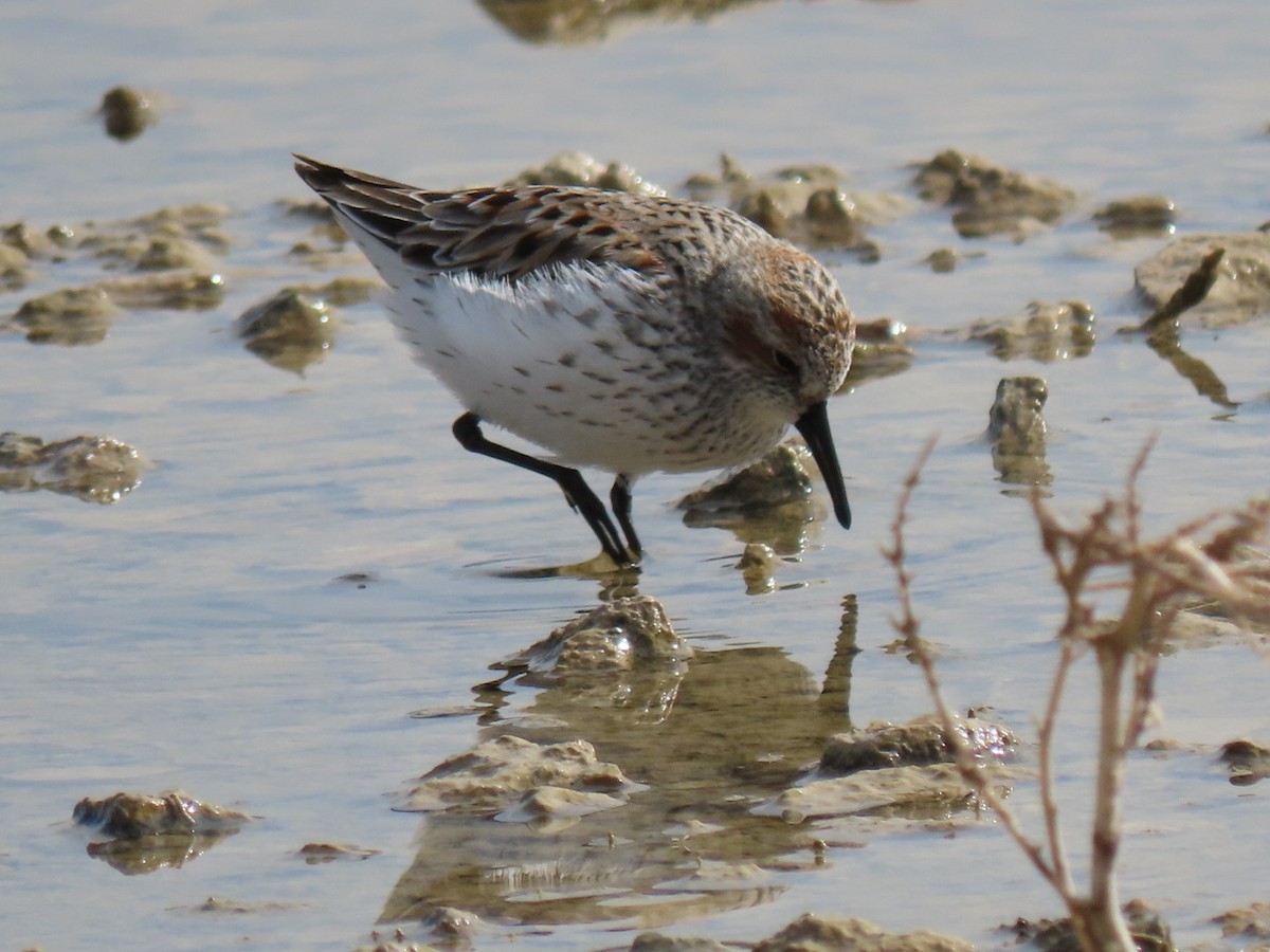 Western Sandpiper - Suzi Holt