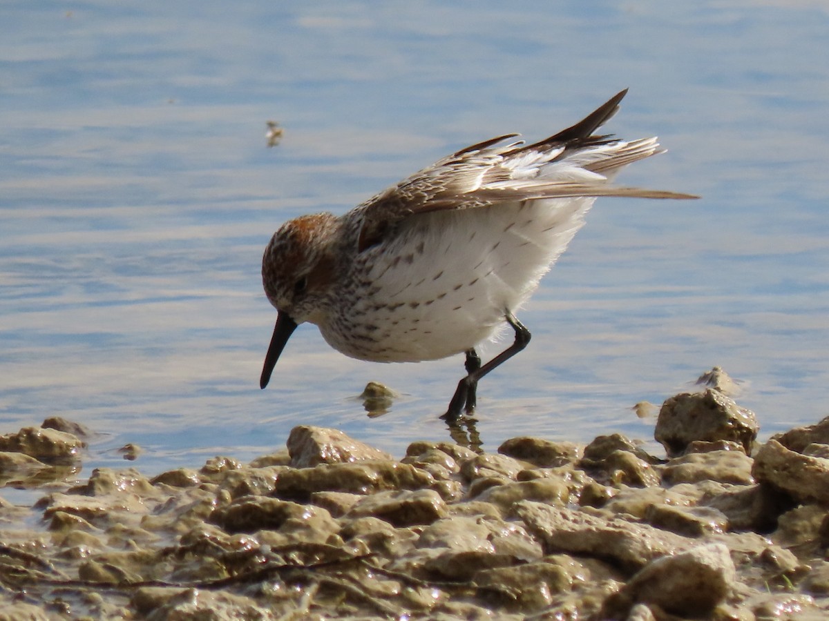 Western Sandpiper - Suzi Holt