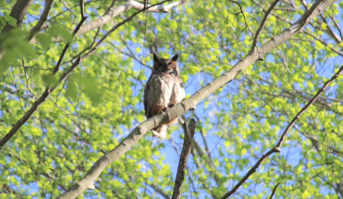 Great Horned Owl - ML229647001