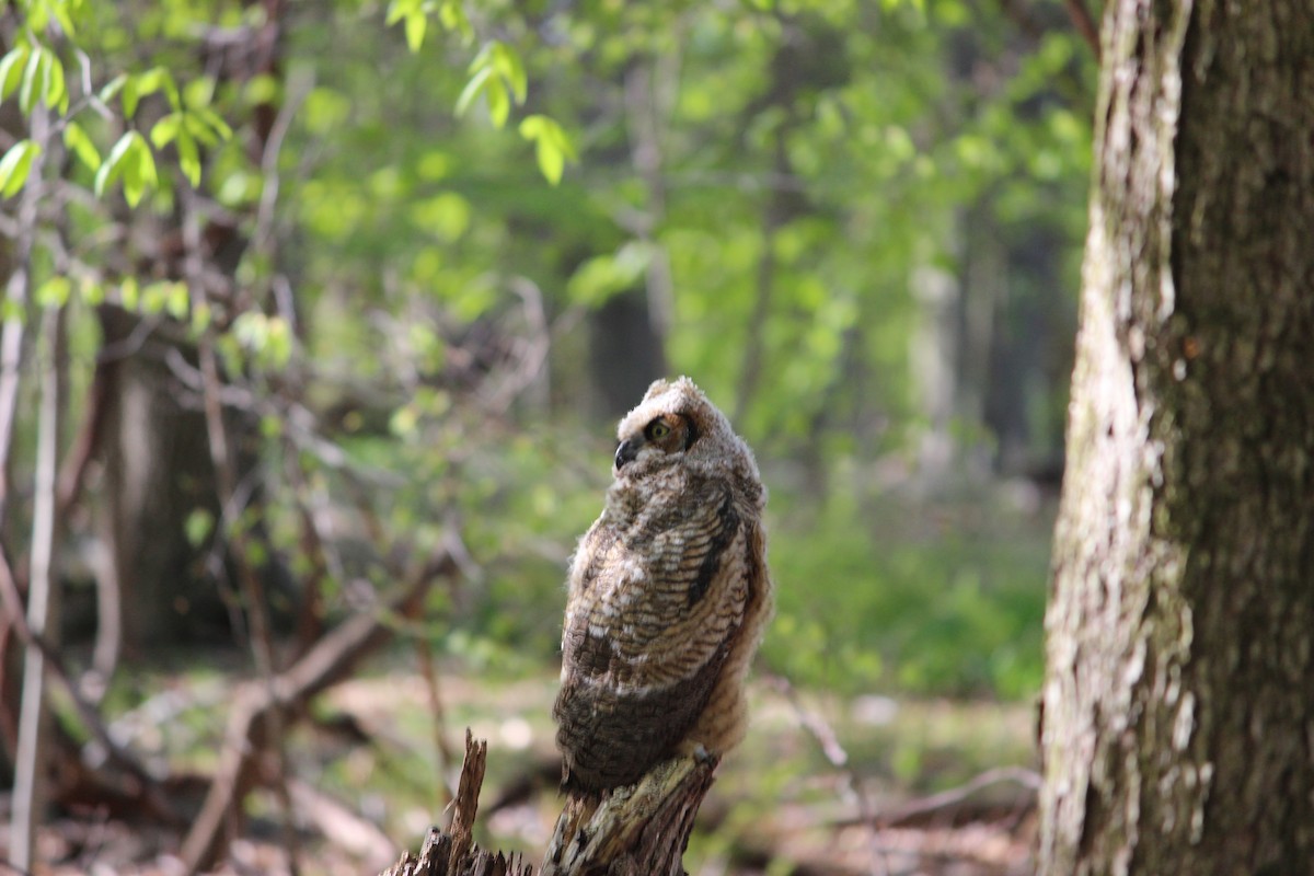 Great Horned Owl - ML229647011