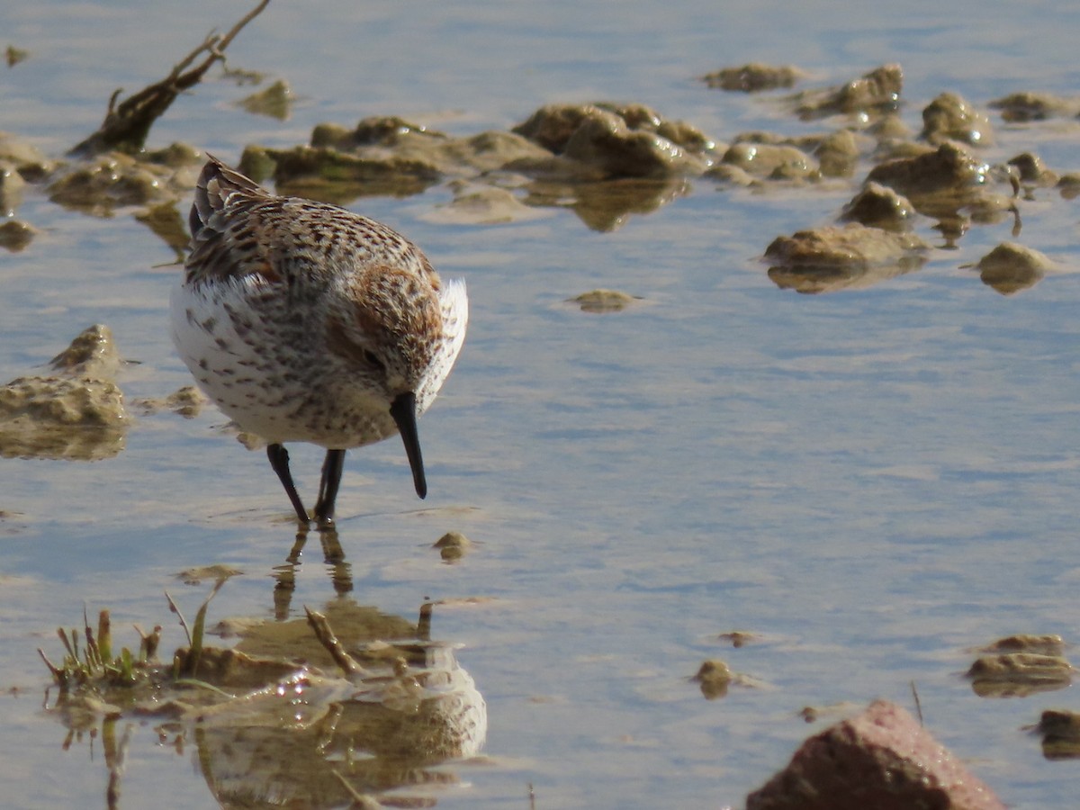 Western Sandpiper - Suzi Holt