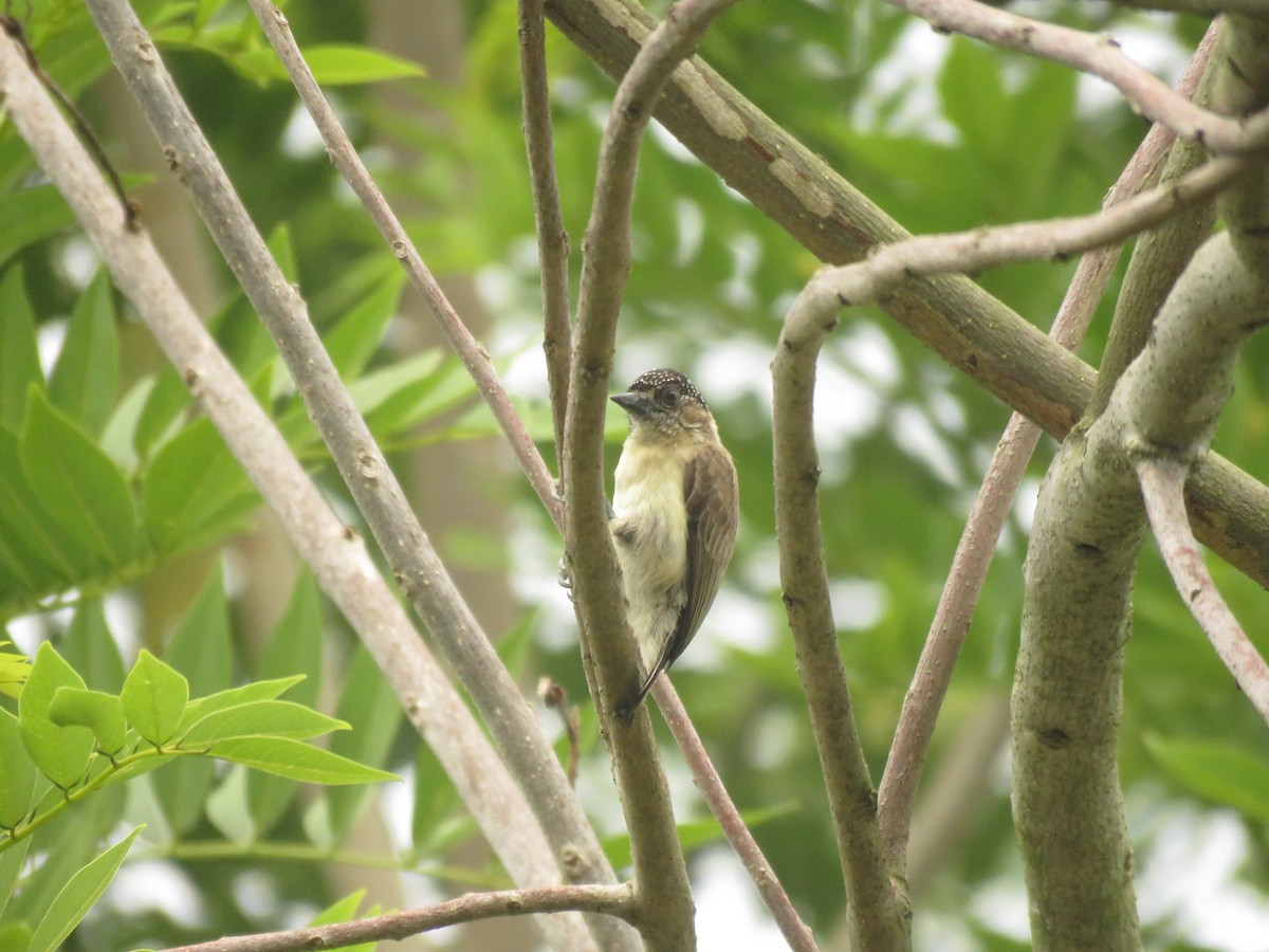 Grayish Piculet - ML229648061