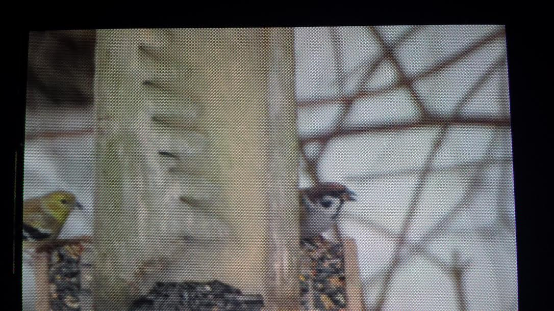 Passera mattugia - ML22964821