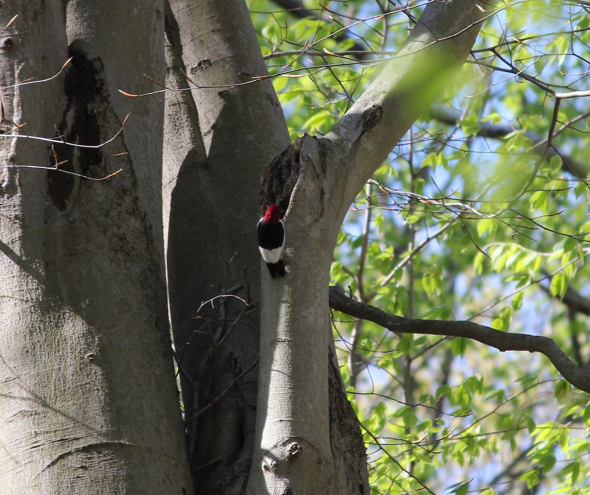 Red-headed Woodpecker - ML229648571