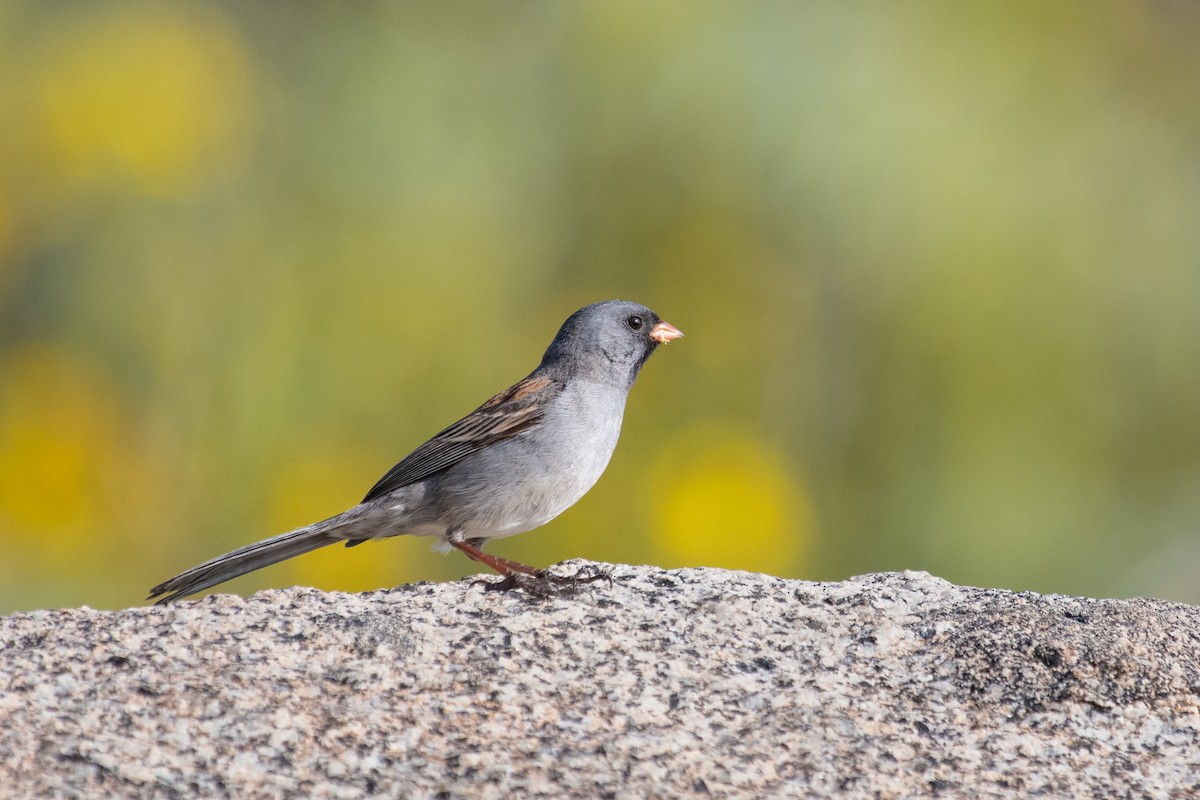 Black-chinned Sparrow - ML229648671