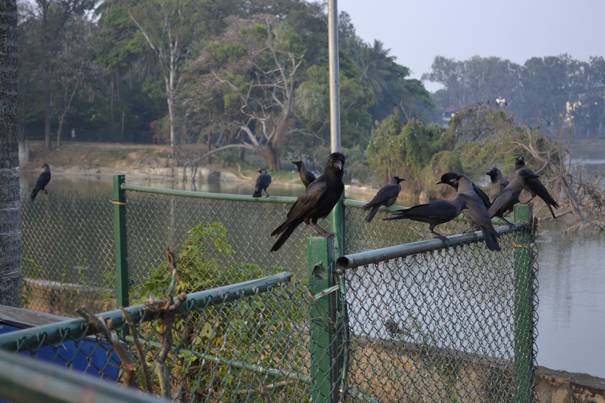 Large-billed Crow - Sankalp Kota