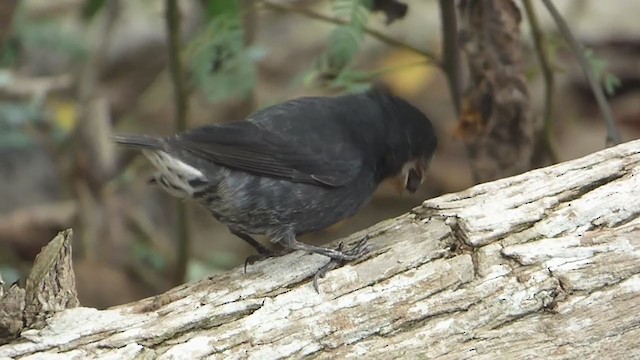 Large Ground-Finch - ML229650711