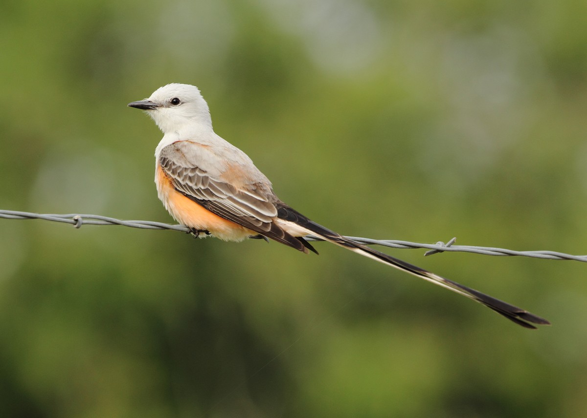 Scissor-tailed Flycatcher - ML229653191