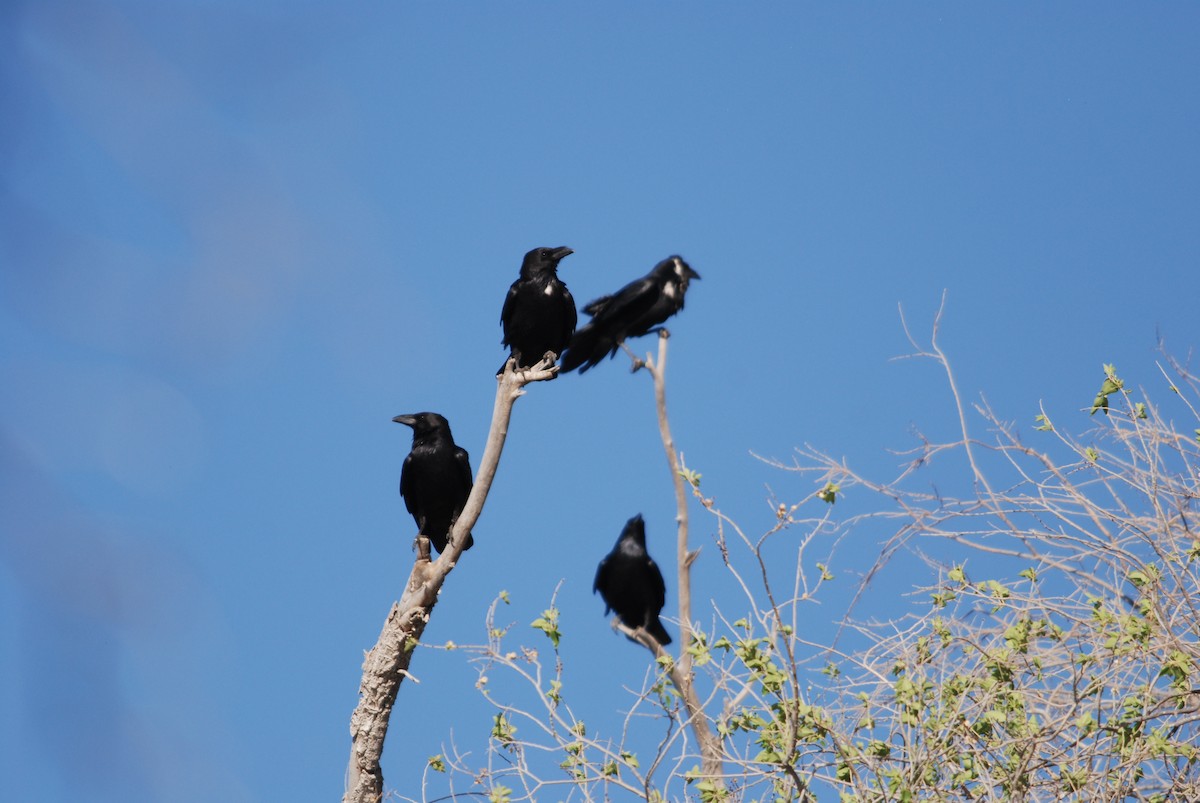 Chihuahuan Raven - ML22965351