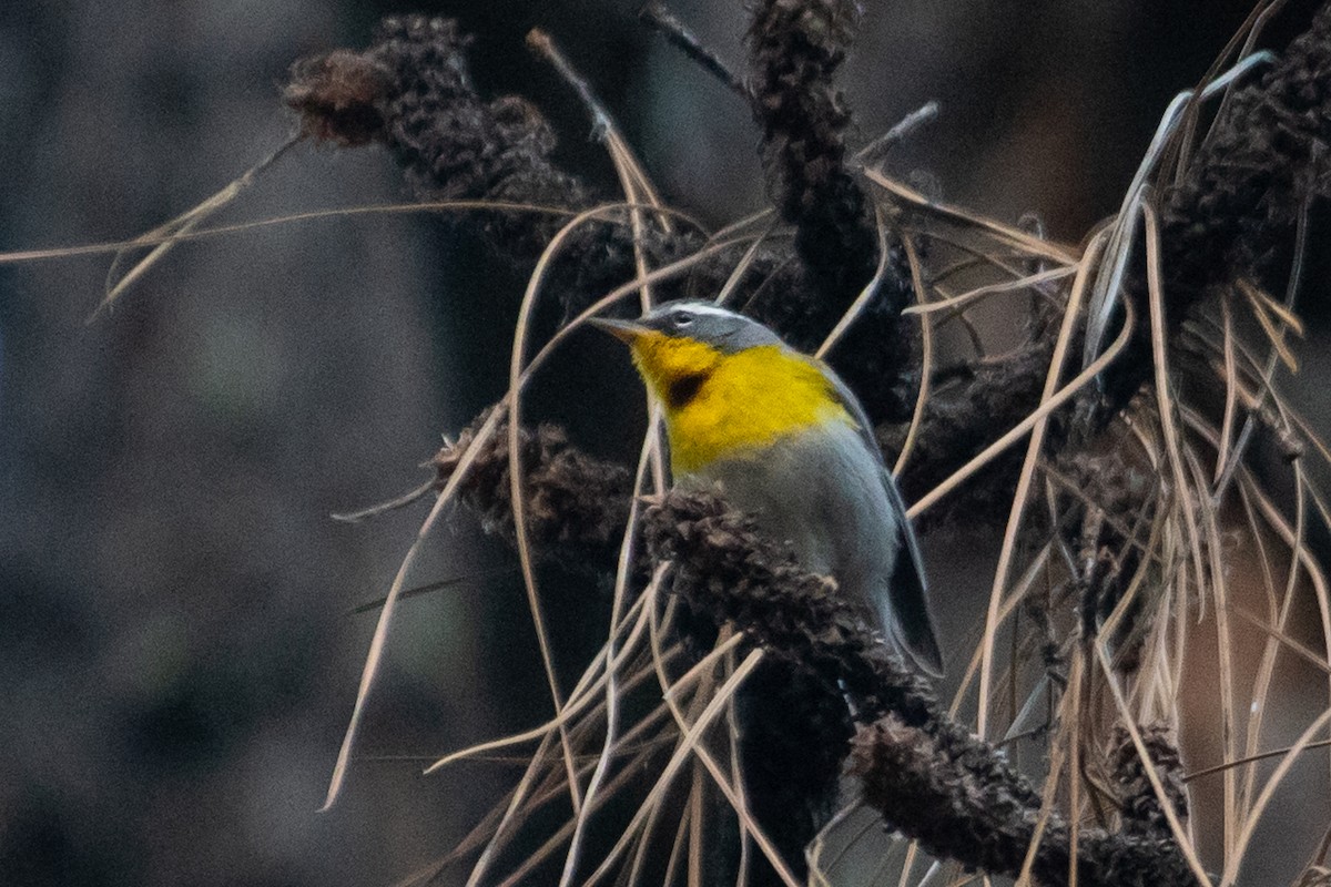 Crescent-chested Warbler - ML229654921