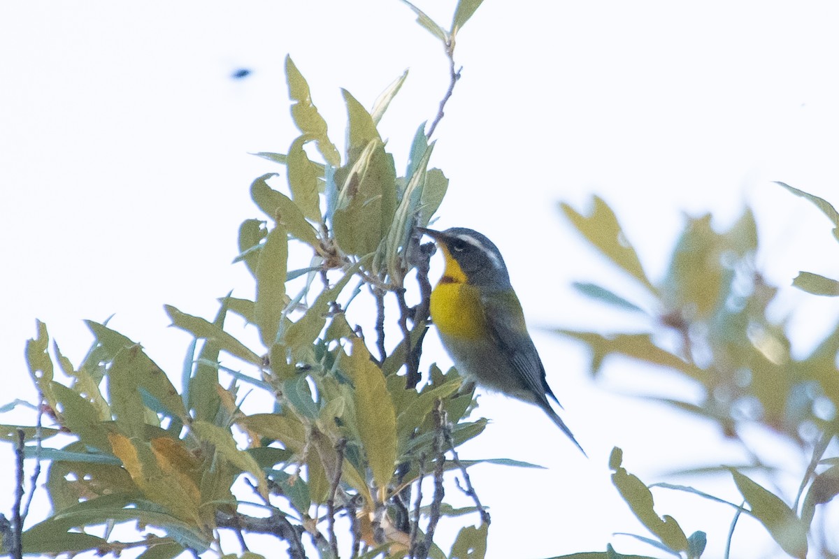 Crescent-chested Warbler - ML229654941