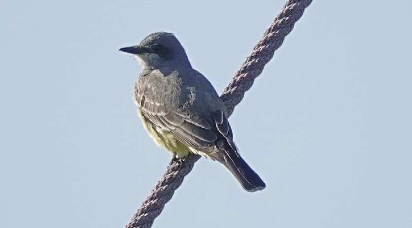 Cassin's Kingbird - ML229655341